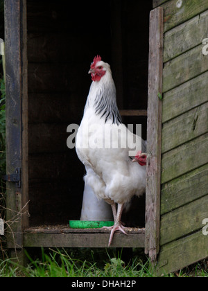 Luce Sussex galletto, Cornwall, Regno Unito Foto Stock