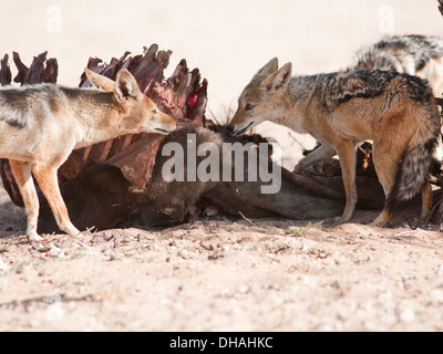 Nero-backed Jackal con kill nel deserto del Kalahari Foto Stock