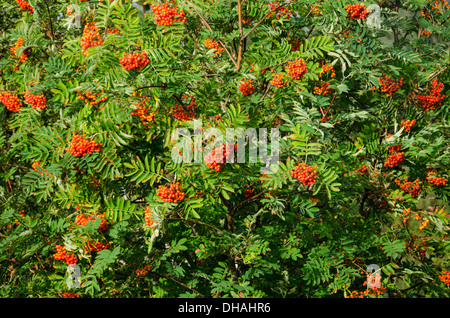 Sorbus aucuparia, rowan o mountain-cenere con bacche di colore arancione in estate Foto Stock