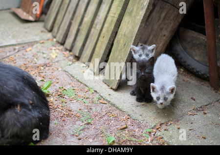 Tre simpatici gattini guardando curioso in cantiere Foto Stock