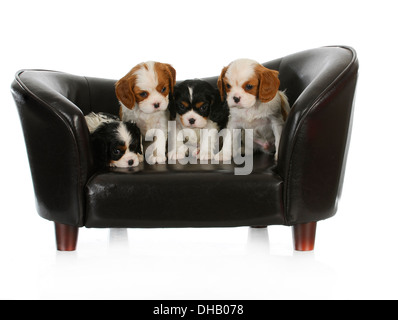 Adorabili cuccioli - cucciolata di Cavalier King Charles Spaniel cuccioli seduti su un lettino di cane Foto Stock