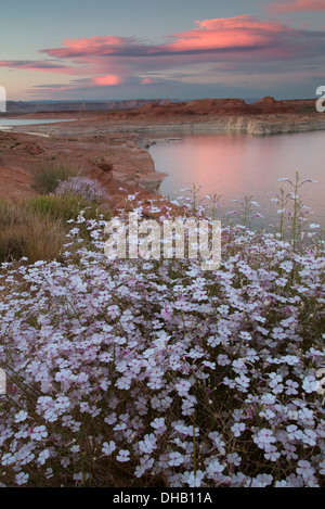 Lake Powell, Glen Canyon National Recreation Area, Arizona. Foto Stock