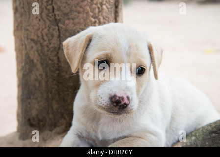 Cane solo. Foto Stock