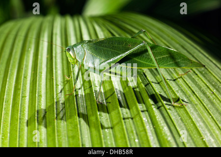 Katydid specie - La Laguna del Lagarto Lodge - Boca Tapada, San Carlos Costa Rica Katydid specie - La Laguna del Lagarto Lodge - Boca Tapada, San Carlos Costa Rica