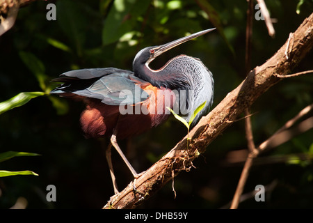 Airone Agami o di castagne e panciuto Heron - La Laguna del Lagarto Lodge, Boca Tapada, San Carlos Costa Rica Foto Stock