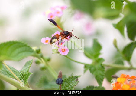 Red wasp. Korcula Croazia. Foto Stock