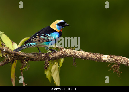 Golden-incappucciati Tanager - Boca Tapada, San Carlos Costa Rica Foto Stock