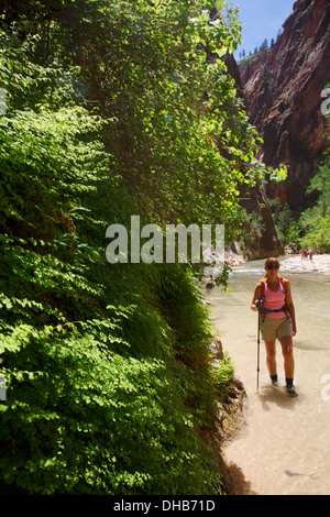 Gli escursionisti in si restringe sul fiume vergine, Parco Nazionale Zion, Utah. Foto Stock