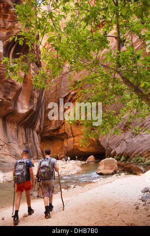 Gli escursionisti in si restringe sul fiume vergine, Parco Nazionale Zion, Utah. Foto Stock