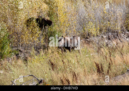 Moose vacca e vitello in Grand Teton National Park Foto Stock