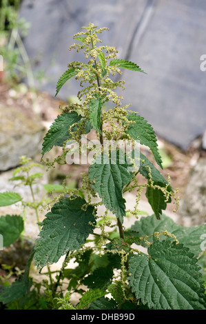 Ortica, Urtica dioica, fioritura tra le macerie Foto Stock