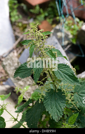 Ortica, Urtica dioica, fioritura tra le macerie Foto Stock