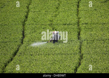 L'agricoltore indiano la spruzzatura di un campo di riso con pesticidi Andhra Pradesh in India del Sud Foto Stock