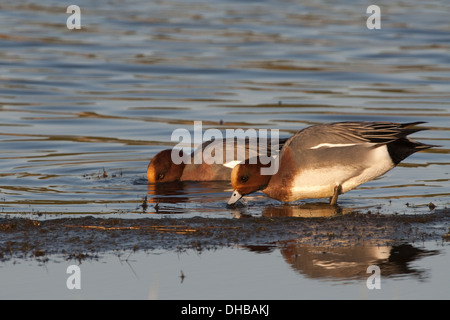 Eurasian Wigeons presso un lago, Anas penelope, Germania, Europa Foto Stock