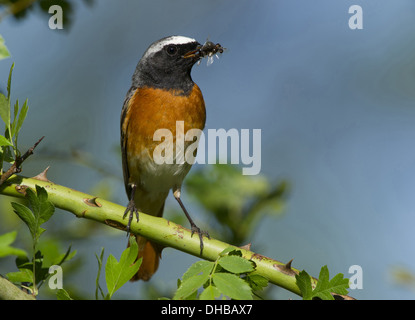 Redstart comune con la preda, Phoenicurus phoenicurus, Germania, Europa Foto Stock