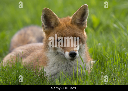 Red Fox in appoggio su un prato, vulpes vulpes, Germania, Europa Foto Stock