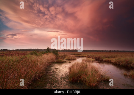 Drammatico tramonto tempestoso con mammatus nuvole sopra paludi Foto Stock