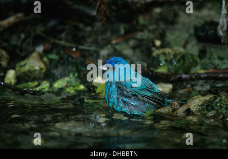 INDIGO BUNTING (Passerina cyanea) maschio adulto in allevamento di balneazione piumaggio Louis Smith boschi Santuario isola alta Texas USA Foto Stock