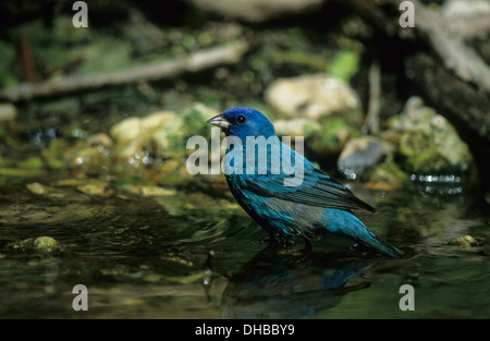 INDIGO BUNTING (Passerina cyanea) maschio adulto in allevamento di balneazione piumaggio Louis Smith boschi Santuario isola alta Texas USA Foto Stock