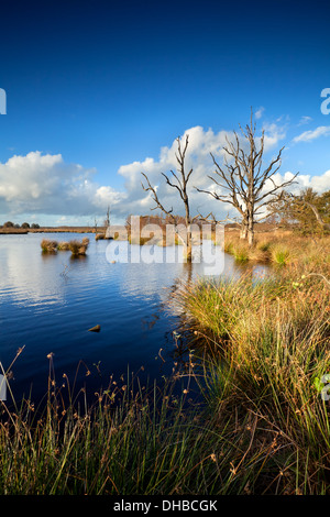 Vecchi alberi morti in bog acqua oltre il cielo blu, Dwingelderveld, Drenthe, Paesi Bassi Foto Stock