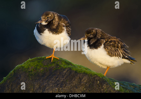 Voltapietre in posizione di riposo, Arenaria interpres, Germania, Europa Foto Stock