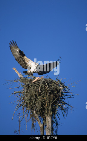 Falco pescatore (Pandion haliaetus) adulto di atterraggio su nest Sanibel Island Florida USA Foto Stock