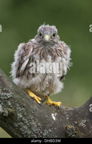 Giovani gheppi comuni in un albero, Falco tinnunculus, Germania, Europa Foto Stock