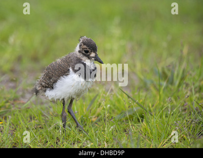 Giovane nero-tailed Godwit su un prato, Limosa limosa, Germania, Europa Foto Stock