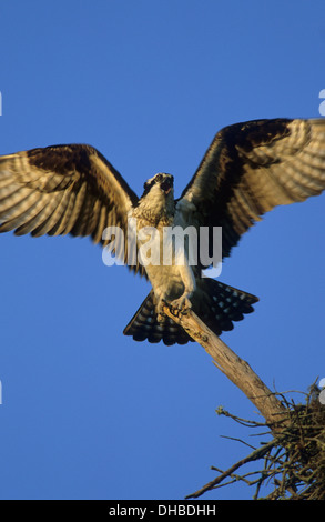 Falco pescatore (Pandion haliaetus) adulto chiamando e scendere vicino a nido Sanibel Island Florida USA Foto Stock