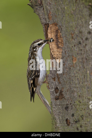 Eurasian rampichino alpestre con la preda al foro di nesting, Certhia familiaris, Germania, Europa Foto Stock