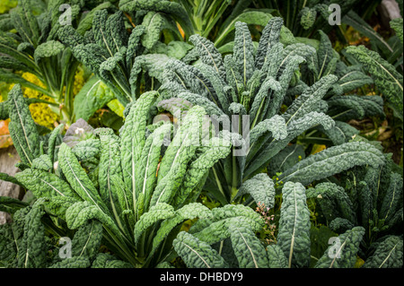 Ortaggi a foglia verde kale Cavalo Nero UK Agosto Foto Stock