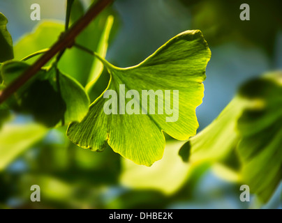 Gingko, Maidenhair tree, Gingko biloba, close up di foglie che cresce sull'albero. Foto Stock