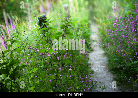 Campion, rosso:Silene dioica, lungo un percorso di giardino. Foto Stock