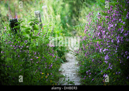 Campion, rosso:Silene dioica, lungo un percorso di giardino. Foto Stock