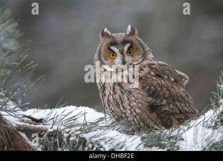 Gufo comune in pino, Asio otus, Germania, Europa Foto Stock