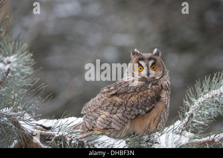 Gufo comune in pino, Asio otus, Germania, Europa Foto Stock