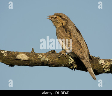 Eurasian spasmodico con la preda su un ramo, Jynx torquilla, Germania, Europa Foto Stock