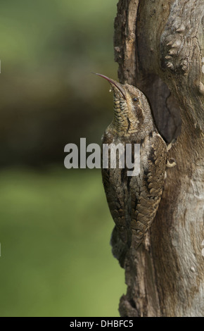 Eurasian spasmodico presso il foro di nesting, jynx torquilla, Germania, Europa Foto Stock