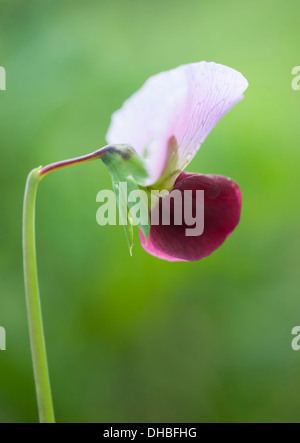 Il segnale di PEA, Pisum sativum " Purple podded'. Bi-colore viola e bianco fiore di pisello su lo stelo piegato. Foto Stock