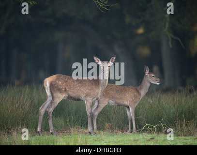 Cerve su un prato boschivo, Cervus elaphus, Germania, Europa Foto Stock