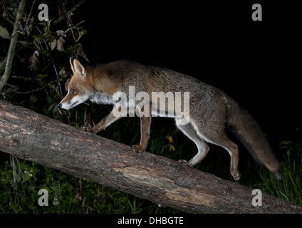 Red Fox su un tronco di albero, Vulpes vulpes, Germania, Europa Foto Stock