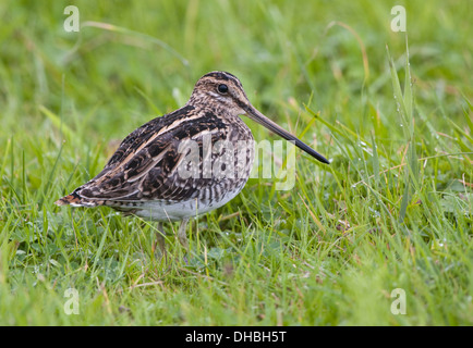 Beccaccino rovistando, Gallinago gallinago, Germania, Europa Foto Stock