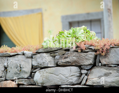 Semprevivo Sempervivum copernicia. Rosette di punta foglie carnose e crescente con altre varietà su grigio muro di pietra. Esterno del Foto Stock