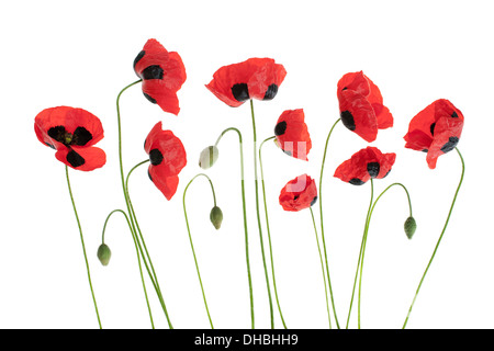 Papavero rosso dei fiori in una fila isolato su sfondo bianco con profondità di campo ridotta. Foto Stock