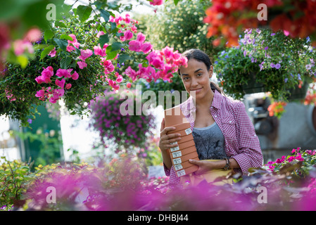 Una serra commerciale in un vivaio coltivazione fiori organici. Una donna che lavorano, portando vasi. Foto Stock