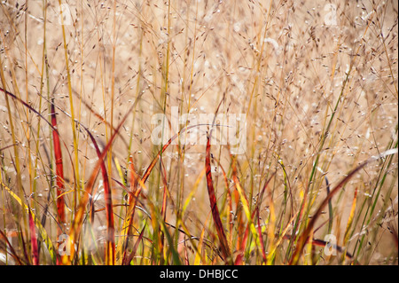 Interruttore erba, Panicum virgatum 'Shenandoah', mostrando il suo rosso e arancio in autunno colori foglia Foto Stock