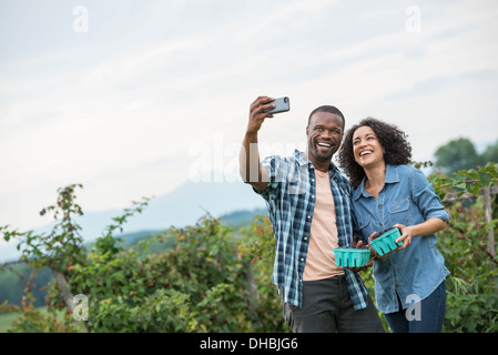 Raccolta frutti di blackberry in un'azienda agricola biologica. Un paio di prendere una selfy con uno smart phone e la raccolta della frutta. Foto Stock