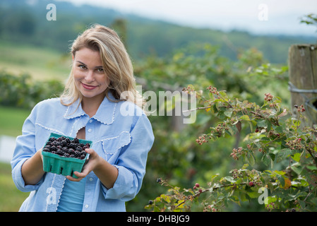 Raccolta frutti di blackberry in un'azienda agricola biologica. Una donna tenendo fuori una cestella piena di bacche lucida. Foto Stock