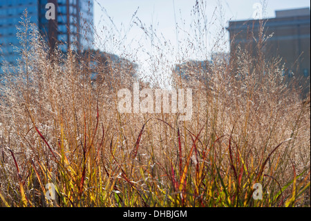 Interruttore erba Panicum virgatum 'Shenandoah' crescente sul New York " Linea Alta' giardino autunno 2009. Il giardino è realizzato su un vecchio Foto Stock