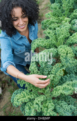 Un vegetale organico farm. Una donna che lavorano tra la frizzante cavoli da foraggio raccolto. Foto Stock